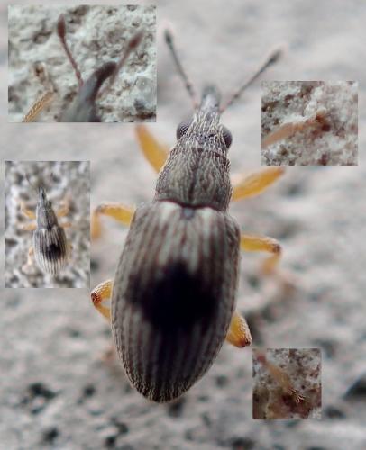 Réf. 221 019 : Kalcapion semivittatum